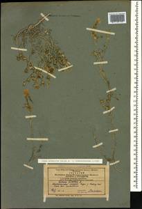 Linum mucronatum subsp. armenum (Bordzil.) P. H. Davis, Caucasus, Azerbaijan (K6) (Azerbaijan)
