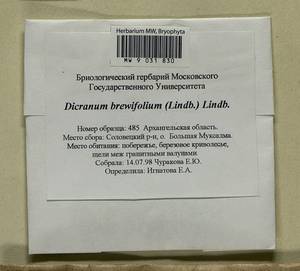 Dicranum brevifolium (Lindb.) Lindb., Bryophytes, Bryophytes - European North East (B7) (Russia)