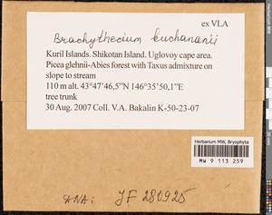 Brachythecium buchananii (Hook.) A. Jaeger, Bryophytes, Bryophytes - Russian Far East (excl. Chukotka & Kamchatka) (B20) (Russia)