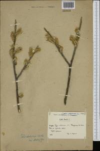 Salix alaxensis (Anderss.) Coville, Siberia, Baikal & Transbaikal region (S4) (Russia)