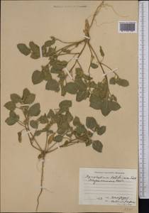 Agriophyllum latifolium Fisch. & C. A. Mey., Middle Asia, Karakum (M6) (Turkmenistan)