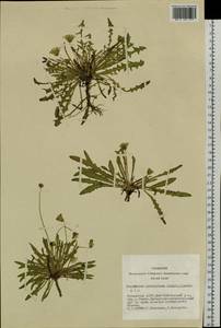 Taraxacum leucanthum (Ledeb.) Ledeb., Siberia, Altai & Sayany Mountains (S2) (Russia)