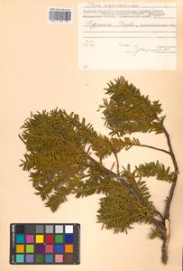 Taxus cuspidata Siebold & Zucc., Siberia, Russian Far East (S6) (Russia)