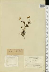 Ranunculus demissus DC., Eastern Europe, Lower Volga region (E9) (Russia)
