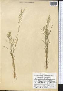 Bromus gracillimus Bunge, Middle Asia, Western Tian Shan & Karatau (M3) (Kyrgyzstan)