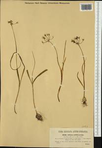 Allium subhirsutum L., Western Europe (EUR) (Croatia)