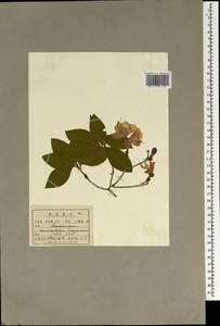 Rhododendron mucronulatum Turcz., South Asia, South Asia (Asia outside ex-Soviet states and Mongolia) (ASIA) (North Korea)