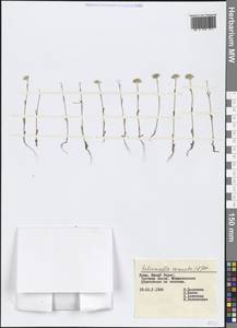 Valerianella coronata (L.) DC., Crimea (KRYM) (Russia)