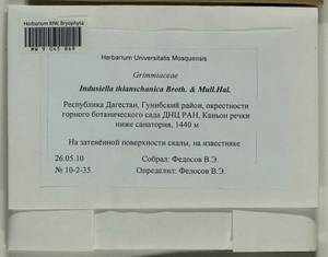 Indusiella thianschanica Broth. & Müll. Hal., Bryophytes, Bryophytes - North Caucasus & Ciscaucasia (B12) (Russia)