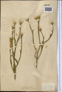 Centaurea glastifolia subsp. intermedia (Boiss.) L. Martins, Middle Asia, Northern & Central Kazakhstan (M10) (Kazakhstan)