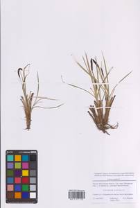 Carex acuta L., Eastern Europe, Moscow region (E4a) (Russia)
