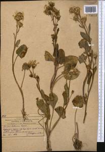 Vickifunkia karataviensis (Lipsch.) C. Ren, L. Wang, I. D. Illar. & Q. E. Yang, Middle Asia, Western Tian Shan & Karatau (M3) (Uzbekistan)