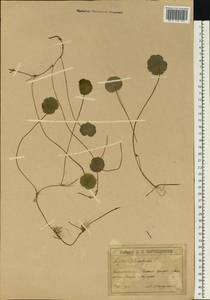 Hydrocotyle vulgaris L., Eastern Europe, Latvia (E2b) (Latvia)