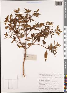 Ocimum tenuiflorum L., South Asia, South Asia (Asia outside ex-Soviet states and Mongolia) (ASIA) (Vietnam)