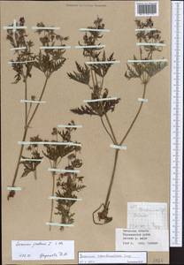 Geranium pratense L., Siberia, Baikal & Transbaikal region (S4) (Russia)