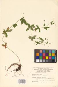 Potentilla erecta (L.) Raeusch., Eastern Europe, Eastern region (E10) (Russia)