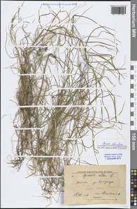 Agrostis stolonifera L., Siberia, Altai & Sayany Mountains (S2) (Russia)