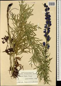 Aconitum turczaninowii Vorosch., Mongolia (MONG) (Mongolia)