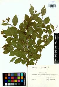 Ulmus pumila L., Siberia, Baikal & Transbaikal region (S4) (Russia)
