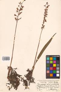 Oreorchis patens (Lindl.) Lindl., Siberia, Russian Far East (S6) (Russia)