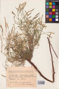 Dianthus squarrosus M.Bieb., Eastern Europe, Lower Volga region (E9) (Russia)