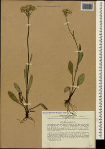 Tephroseris integrifolia subsp. jailicola (Juz.) Greuter, Crimea (KRYM) (Russia)