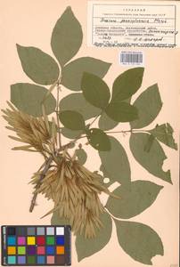 Fraxinus pennsylvanica Marshall, Eastern Europe, South Ukrainian region (E12) (Ukraine)