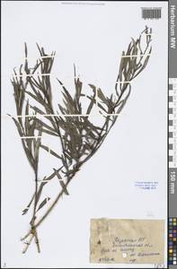 Salix, Middle Asia, Caspian Ustyurt & Northern Aralia (M8) (Kazakhstan)