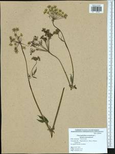 Chaerophyllum aromaticum L., Eastern Europe, Central region (E4) (Russia)