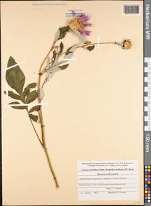 Psephellus dealbatus (Willd.) C. Koch, Caucasus, North Ossetia, Ingushetia & Chechnya (K1c) (Russia)