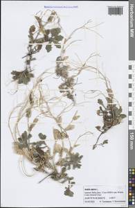 Arabis caucasica Willd., Caucasus, Armenia (K5) (Armenia)