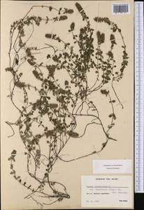 Thymus pulegioides subsp. montanus (Trevir.) Ronniger, Western Europe (EUR) (Switzerland)