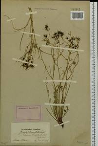 Crepidiastrum tenuifolium (Willd.) Sennikov, Siberia, Altai & Sayany Mountains (S2) (Russia)