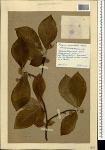 Fagus orientalis Lipsky, Caucasus, Krasnodar Krai & Adygea (K1a) (Russia)