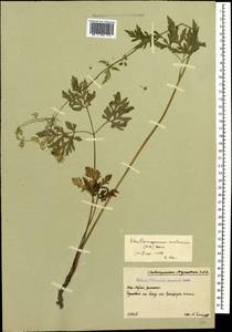 Eleutherospermum cicutarium (M. Bieb.) Boiss., Caucasus, South Ossetia (K4b) (South Ossetia)