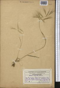 Bromus oxyodon Schrenk, Middle Asia, Western Tian Shan & Karatau (M3) (Kazakhstan)