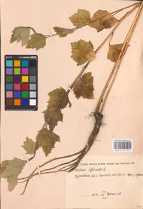 Althaea officinalis L., Eastern Europe, North Ukrainian region (E11) (Ukraine)