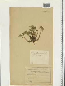 Scleranthus perennis, Eastern Europe, North-Western region (E2) (Russia)