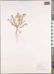 Alyssum alyssoides (L.) L., Caucasus, Black Sea Shore (from Novorossiysk to Adler) (K3) (Russia)