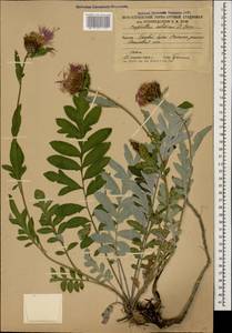 Psephellus colchicus Sosn., Caucasus, South Ossetia (K4b) (South Ossetia)