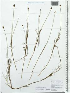 Carex chordorrhiza L.f., Eastern Europe, Belarus (E3a) (Belarus)