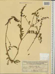Astragalus falcatus Lam., Eastern Europe, Volga-Kama region (E7) (Russia)