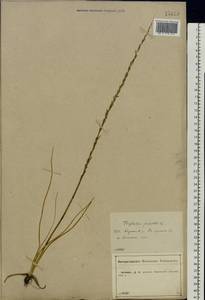 Triglochin palustris L., Eastern Europe, Central forest-and-steppe region (E6) (Russia)