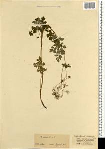 Thalictrum minus subsp. elatum (Jacq.) Stoj. & Stef., Mongolia (MONG) (Mongolia)