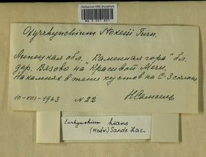 Oxyrrhynchium hians (Hedw.) Loeske, Bryophytes, Bryophytes - Central forest-and-steppe region (B10) (Russia)