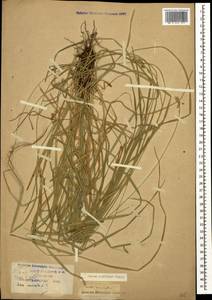 Carex spicata subsp. spicata, Caucasus, Krasnodar Krai & Adygea (K1a) (Russia)