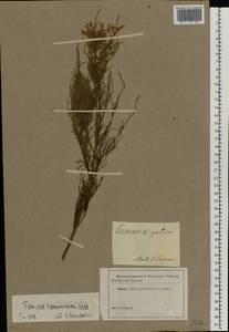 Tamarix ramosissima Ledeb., Middle Asia, Caspian Ustyurt & Northern Aralia (M8) (Kazakhstan)