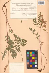 Hedysarum hedysaroides (L.) Schinz & Thell., Siberia, Chukotka & Kamchatka (S7) (Russia)