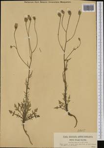 Crepis foetida, Western Europe (EUR) (Italy)