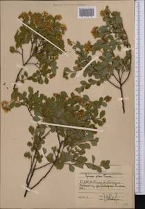 Spiraea pilosa Franch., Middle Asia, Western Tian Shan & Karatau (M3) (Uzbekistan)